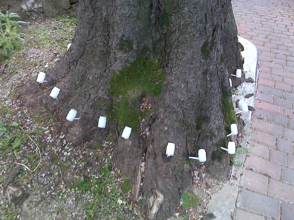 trattamenti antiparassitari alberi e piante Gorizia