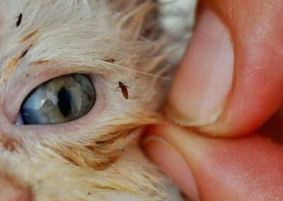 disinfestazione pulci animali trieste