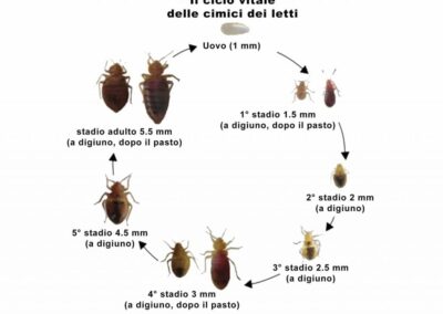disinfestazione cimici trieste ciclo