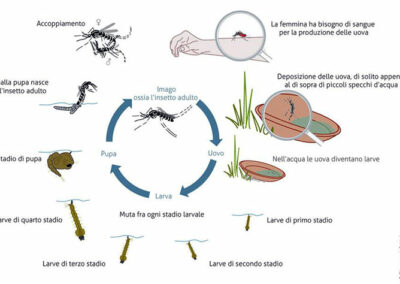 disinfestazione zanzare Trieste ciclo