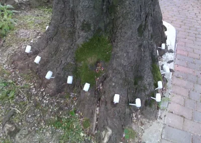 trattamento-antiparassitari-alberi e piante Triestetrattamento-antiparassitari-alberi e piante Trieste